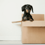 cute lost little dog in a box