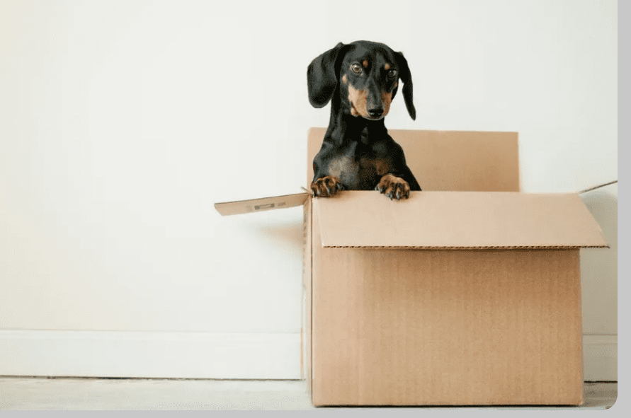 cute lost little dog in a box